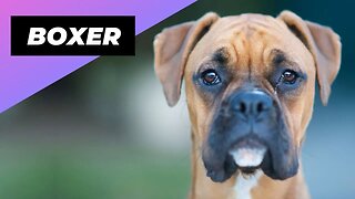 Boxer 🐶 The Irresistible Heart Stealer!