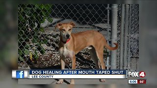 Reward increased for dog found with mouth taped shut in Lehigh