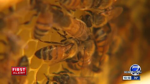 Denver beekeeper teaches children at local nonprofit