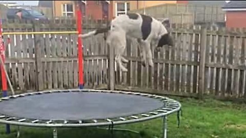 Ce chien s'éclate comme un gamin sur son trampoline