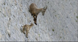 The incredible ibex defies gravity and climbs a dam _ Forces of Nature with Brian Cox - mp4