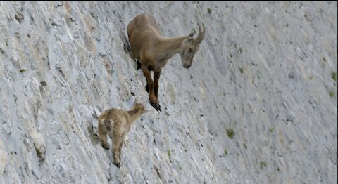 The incredible ibex defies gravity and climbs a dam _ Forces of Nature with Brian Cox - mp4