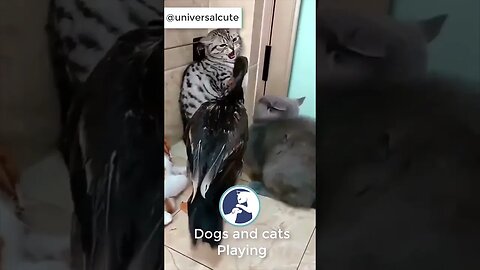 funny pets reaction to each other - dog - cats - ducks - pets