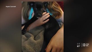 Hillsborough Co. family says they were sold sick puppy off Craigslist