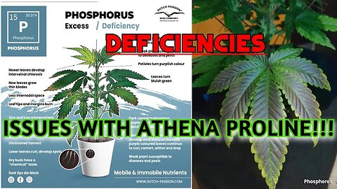 Phosphorous Deficiency - Issues With Athena ProLine - Flower Day 24 - Cheap LED VS Expensive