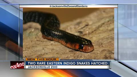 2 snakes of threatened US species hatch at Florida zoo