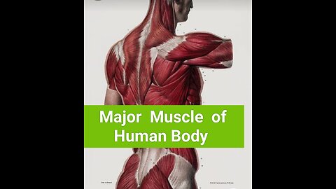 Major Muscle of Human body