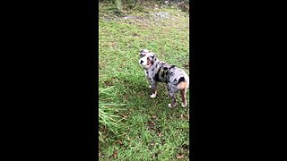 Cute Puppy Tries Its Best To Catch A Butterfly