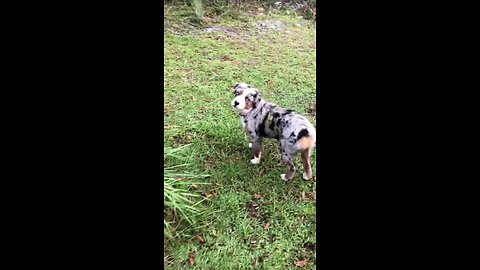 Cute Puppy Tries Its Best To Catch A Butterfly