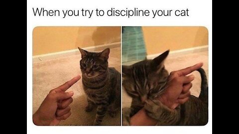 Cat MemesTop