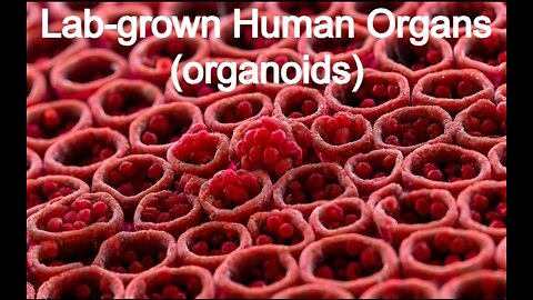 LAB-GROWN HUMAN ORGANS (ORGANOIDS)
