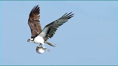 osprey with a puffer fish birds fishing