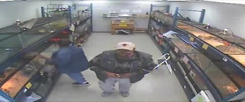 Surveillance shows people stealing python from Pet World