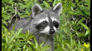 Raccoon tests positive for rabies in suburban West Palm Beach