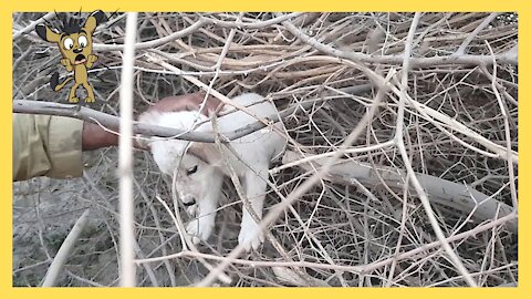 Rescue A Puppy Trapped Badly In Bushes 2021