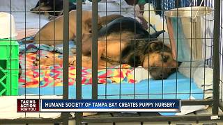 Humane Society of Tampa Bay creates special space for new dog moms and puppies