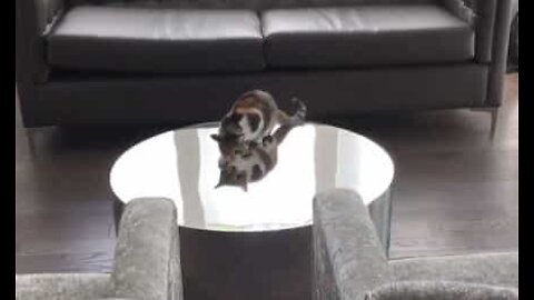 Katt jager sitt eget speilbilde på et bord