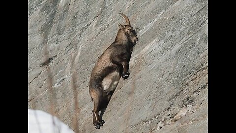 Goats 🐐 climbing power 😱