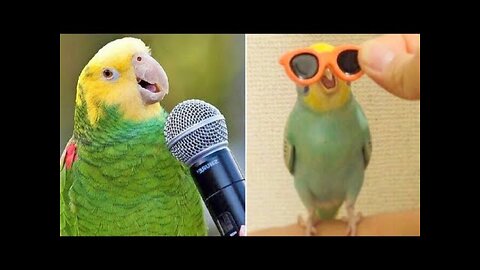 🦜Baby Animals 🔴 Funny Parrots and Cute Birds Compilation Loros Adorables Recopilación