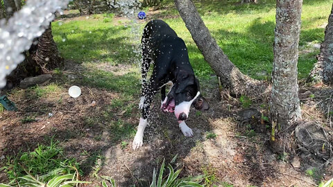 Gardening With A Great Dane - Watering The Puppy & The Plants