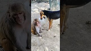 Dogs and monkeys friendship #shorts #youtubeshorts #viral #viralshorts