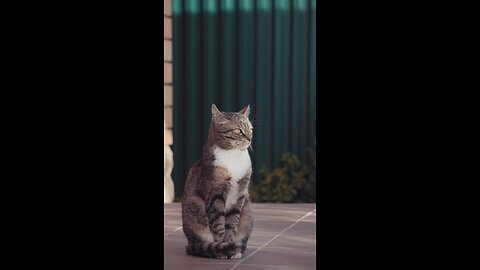 @Shorts__Cat Funny__Funny video__Comedy Video___Full-HD
