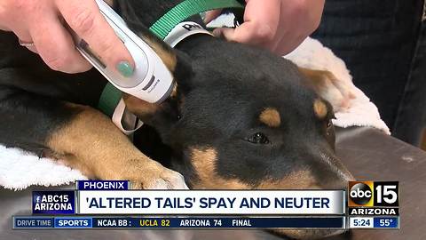 Altered Tails offering discount on spay/neuter services