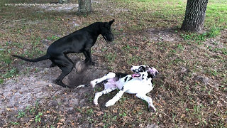 Great Dane rolls puppy around in the dirt