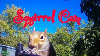 Another Day At The Feeder Squirrel Cam 13