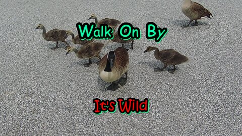 Walk On By