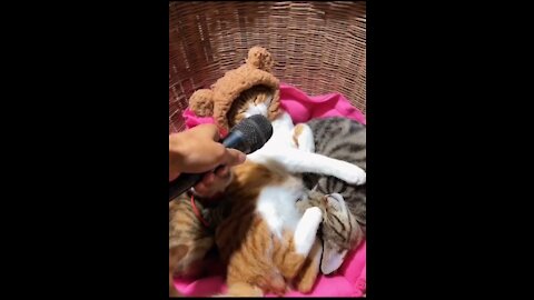 Funniest Cats and Dogs 🐱🐶 Part 13