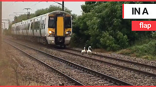 Funny moment family of swans cause chaos by refusing to get off train track