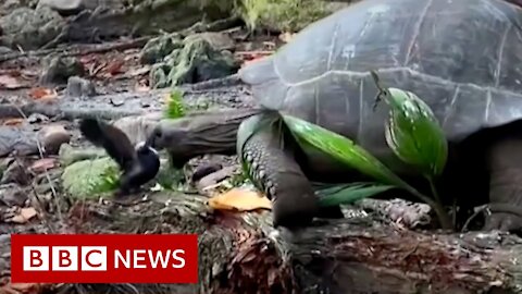 Tortoise eating a bird caught on camera - BBC News