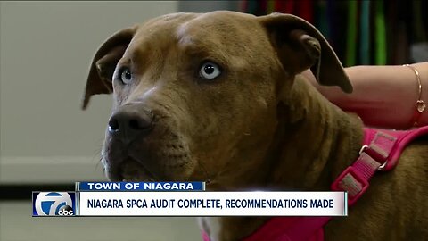 External audit of Niagara SPCA released, recommends changes following animal neglect allegations