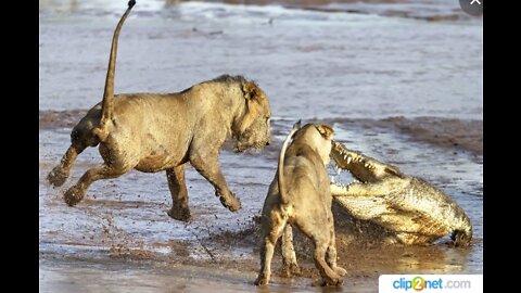 CROCODILE against two young lions