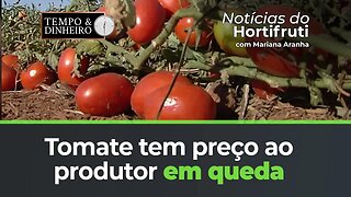 Tomate tem preço ao produtor em queda na região de Sumaré, interior de São Paulo