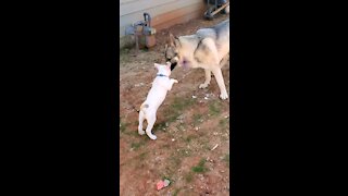 German shepherd vs pitbull puppy