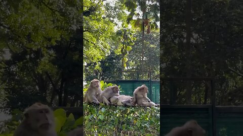 Bali Devil Monkeys 🙉 #Shorts