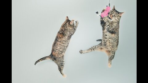 Cats 1000 : Basic Cat Training Tips