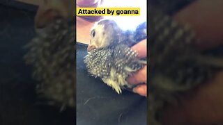 Baby guinea fowl attacked by lace monitor