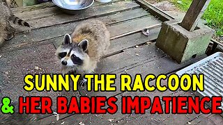 08-01-23 | Sunny And Her Babies Impatience | The Lads Raccoons Vlog
