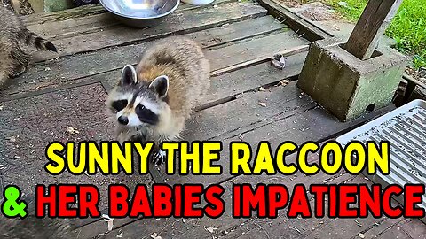 08-01-23 | Sunny And Her Babies Impatience | The Lads Raccoons Vlog