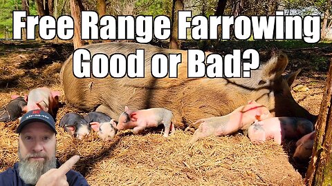 Free Range Farrowing - Good or Bad?