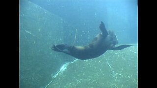 Sea lion showing off