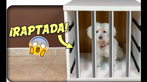 RAPTAN a Mi PERRO! NO ENCUENTRO a Dasha!🐶😱 Anima dogs