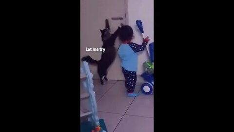Funniest Cat Ever - Try Not to Laugh - Best of Tiktok 2022 #15