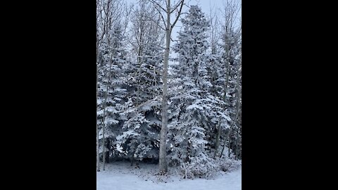 Beautiful Calgary winter wonderland ❄️ ⛄️ .