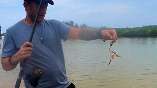 Using Blue Crabs To Catch Monster Fish