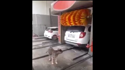 Dog enjoying Car Cleaning Service