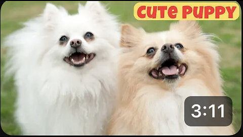 Cute Puppy - Funny and Cute Dog Videos Compilation 2023